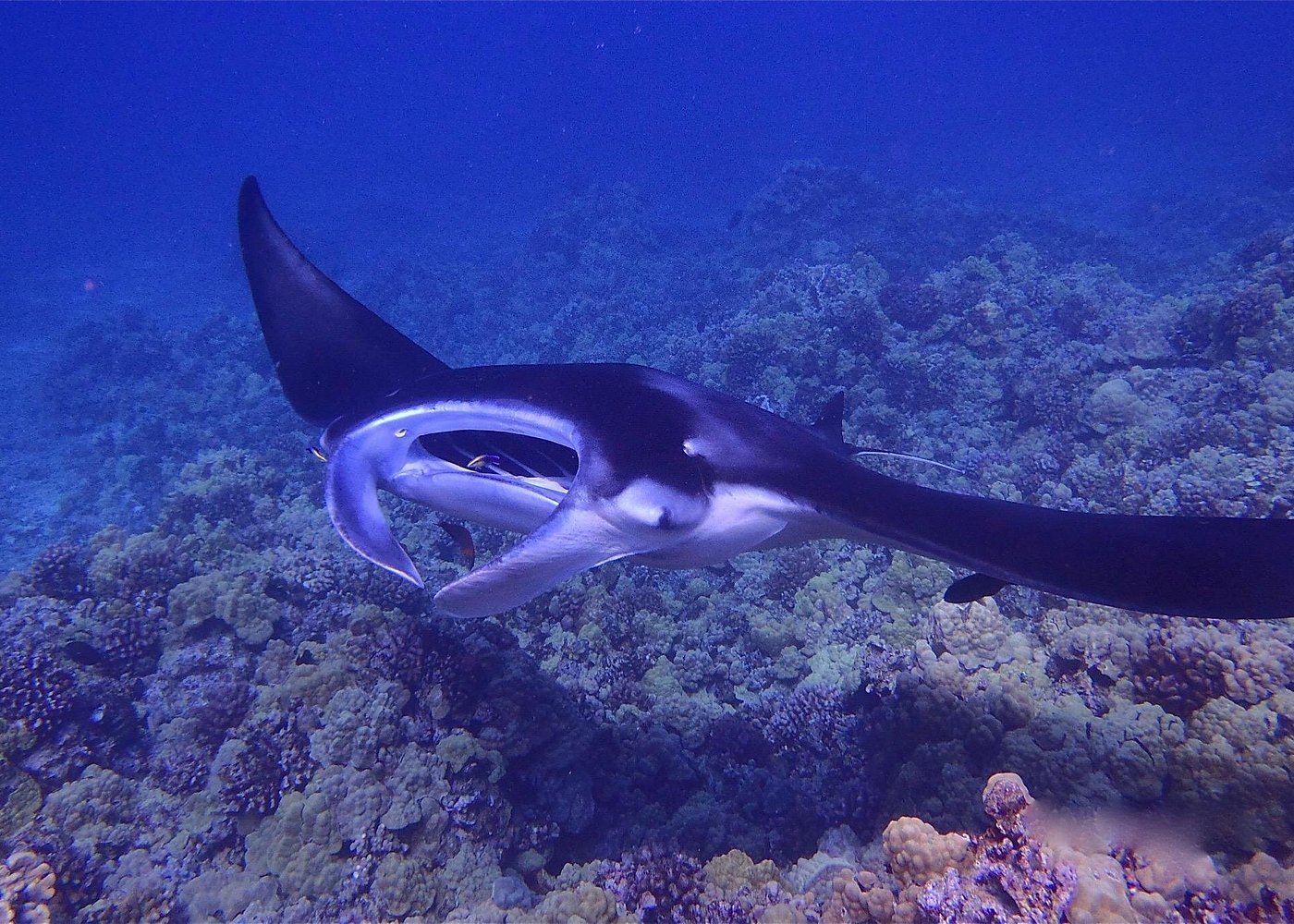 Watching Manta Rays Up Close
